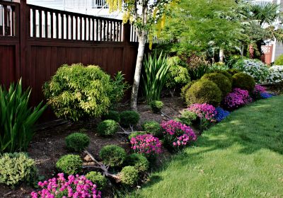 Garden with Shaped Shrubs